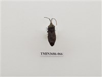 藏品(半翅目(2))的圖片